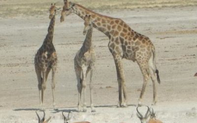 Namibias vielfältige Tierwelt hautnah erleben