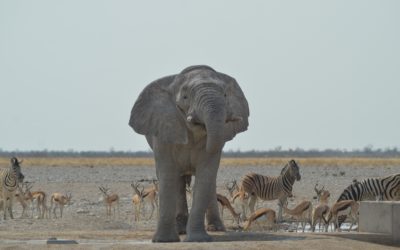 Abenteuer Namibia