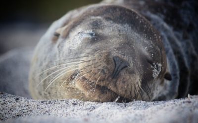 Traumreise auf den Galapagos Inseln