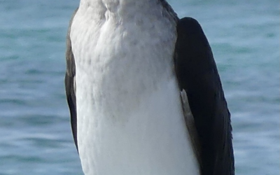 Galapagos
